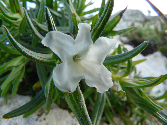 Lithodora rosmarinifolia / Erba-perla mediterranea